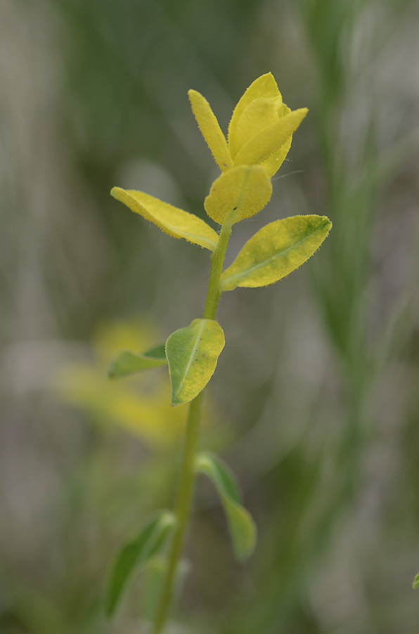 Germoglio giallo  da id. - Euforbia cfr. brittingeri